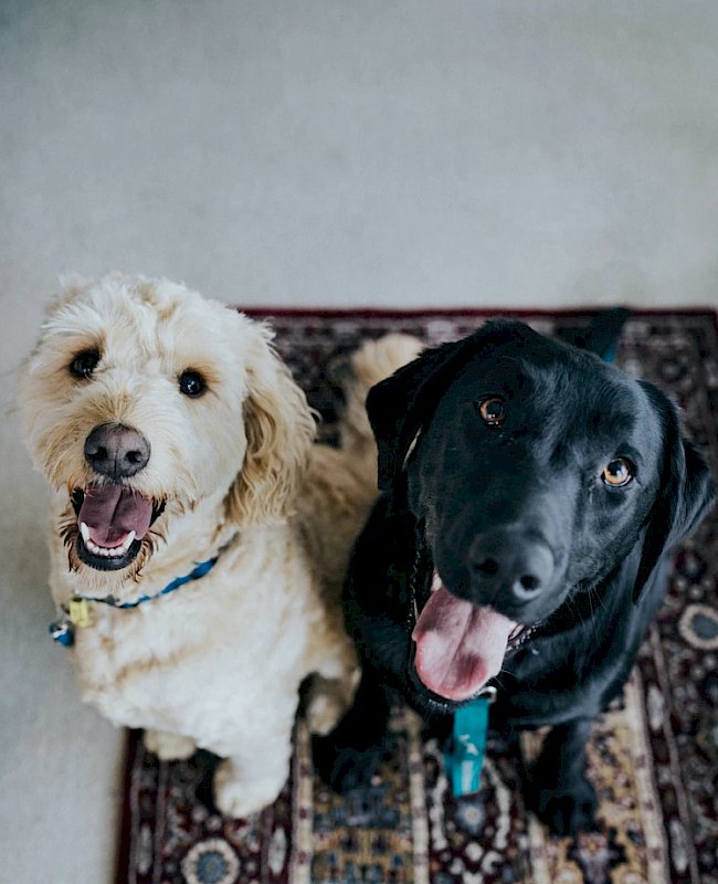 Two happy dogs looking up at the camera while sitting on a rug