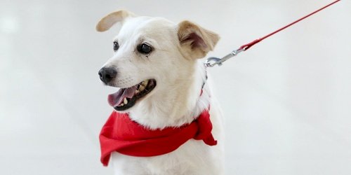 A happy looking white dog wearing a red bandana on a leash