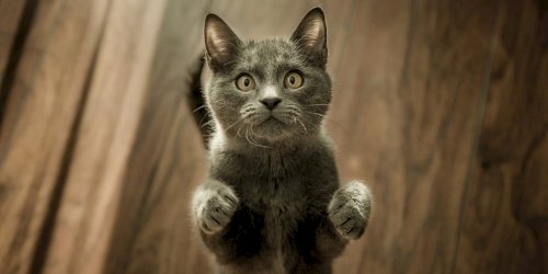 A grey cat on its back legs looking up at us